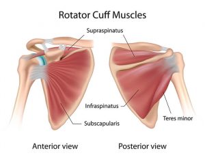 Shoulder Impingement - Mitch Lenkic Sports Physiotherapy